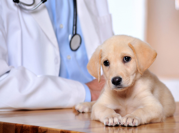 Placer County, El Dorado County, South Lake Tahoe, Northern CA. Pet Clinic Insurance